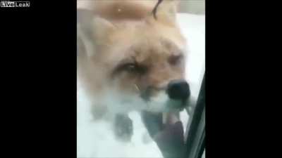 Rabies fox trying to get in