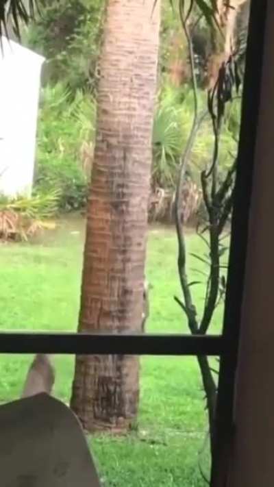 Squirrel vrs. Puma