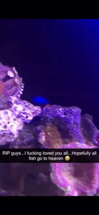 This guy’s ex-girlfriend destroyed his tank that he spent three years on and smashed his fish on the ground just to get his attention after breaking up. What a POS.