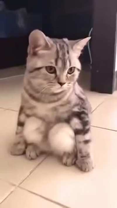 Cat Squat