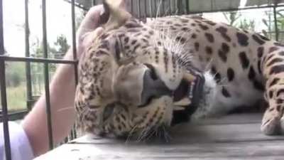 Big kitty purr