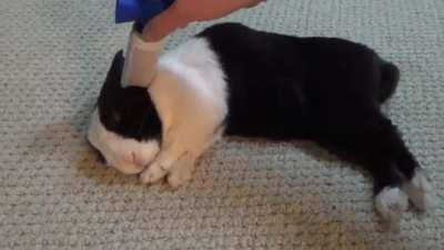 Waking a sleeping rabbit with an air horn
