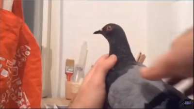 PIGEON!!!!!!