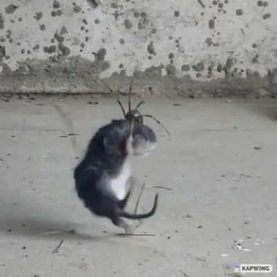 A brown widow caught a mouse pup