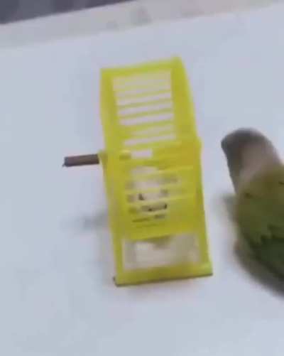 When your pet bird has a pet hamster and you find out that your pet bird is a little asshole
