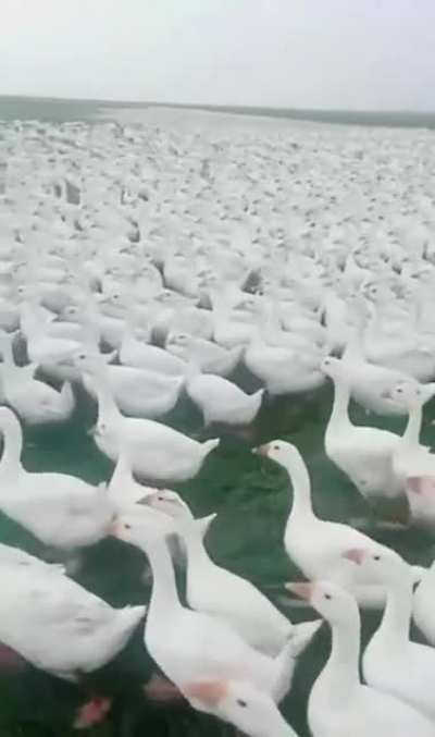 Patos
