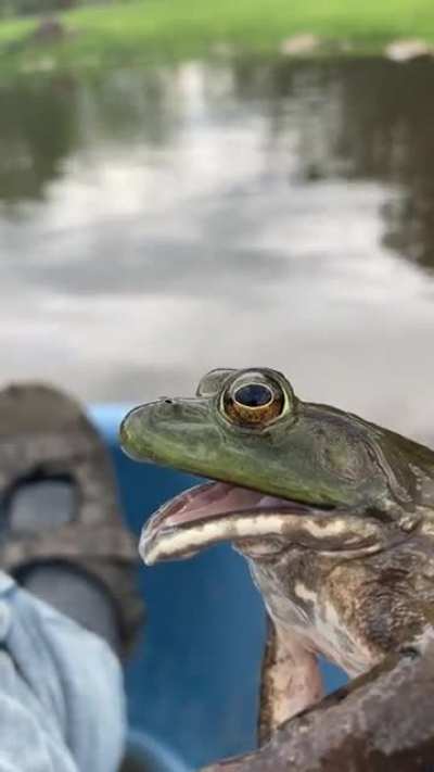 Bullfrog war cry. (very ferocious)