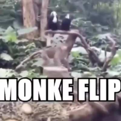 🐒 ♻️