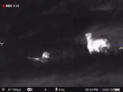 Protecting the Sheep from Coyote