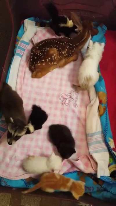 Fun game - could we list all the animals in this video?