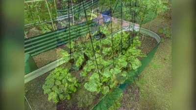 2025 garden wrap up