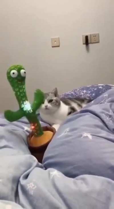 kat and kactus