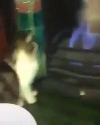 Gato