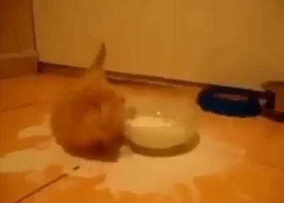 🐱