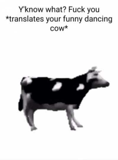 haha translate polski cow
