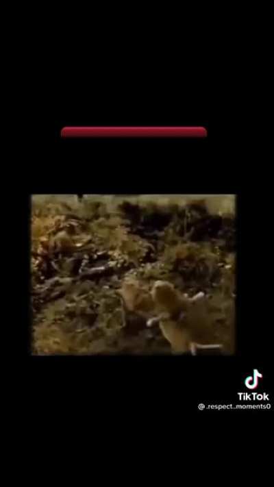 Just a normal lion in turkey