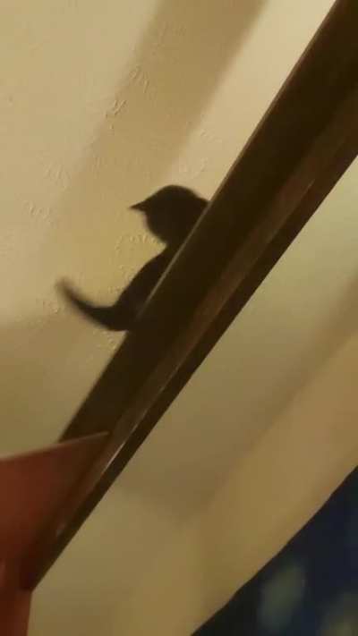 tail