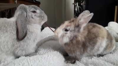 Peppa and Cleo reenact the Lady and the Tramp spaghetti scene. Well, as best as their rabbity nature allows.