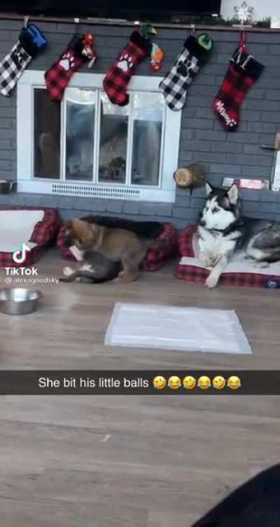 poor doggy