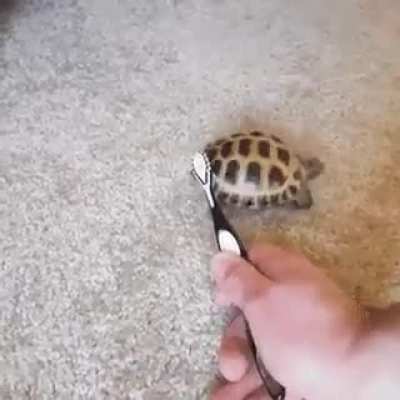 Here's some tort positivity for you