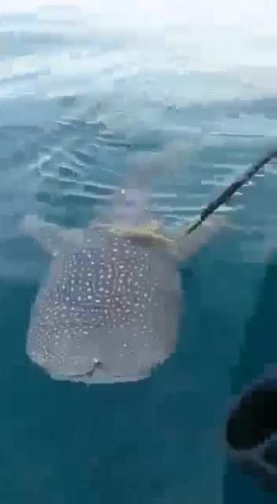 This whale shark asking fisherman to help