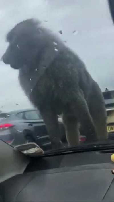 Monkey 🐒 (credit: @denayus20194 on Instagram, martinagee1 on Tik Tok)