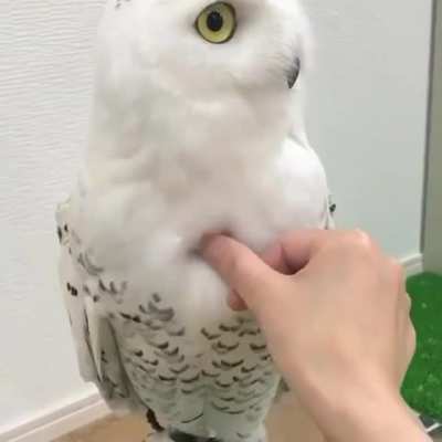 SLPT - Leaky Owl? Simply Use an Old Wine Cork