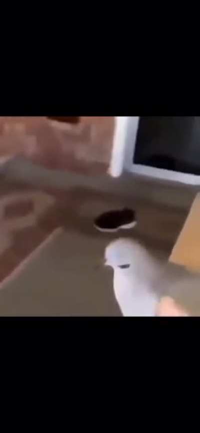 Bird