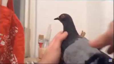 Pigeon?