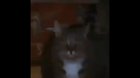 Fat cat