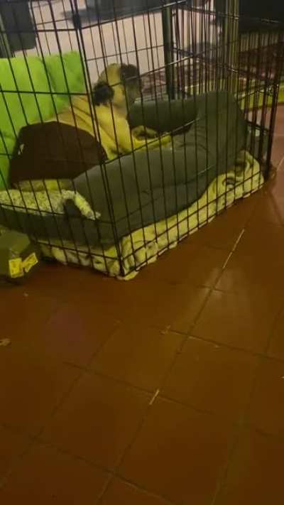 my dog is on strict bed rest, hating every second of it