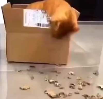 🙀