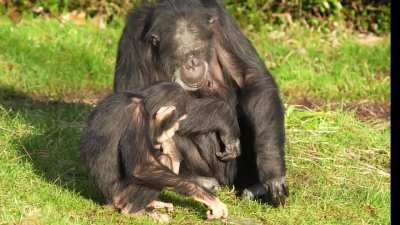 Chimpanzees Eat Ice Sheets Off Frozen Lake at Chester Zoo
