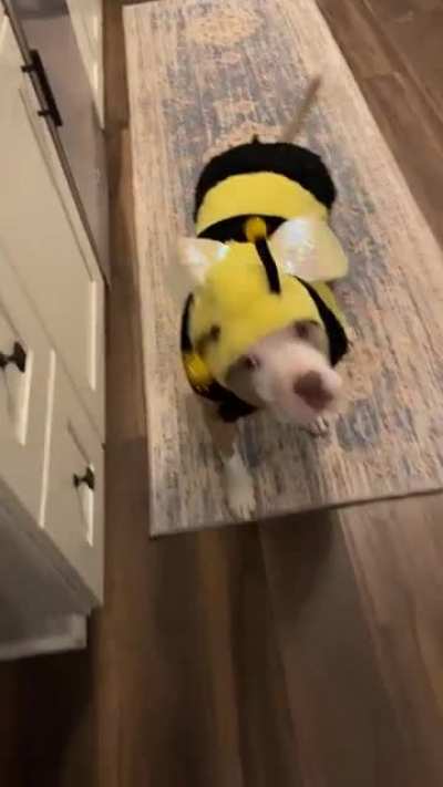 Bumble Bae 🐝💕