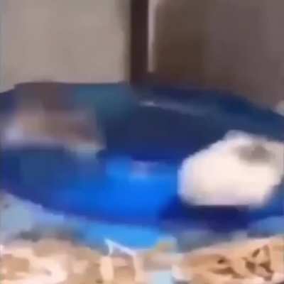 Hamster with V10 Turbo 12 Cylinder Engine