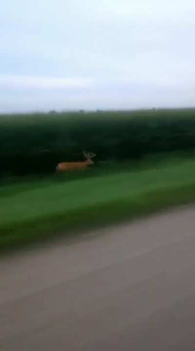 deer running away from paparazzi