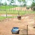 Escape from a nasty pig attack