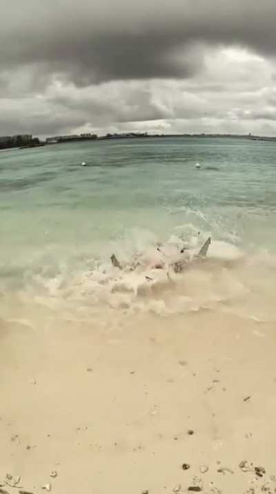 Blacktip Reef Sharks going in a feeding frenzy over a stingray so badly they temporarily beached themselves