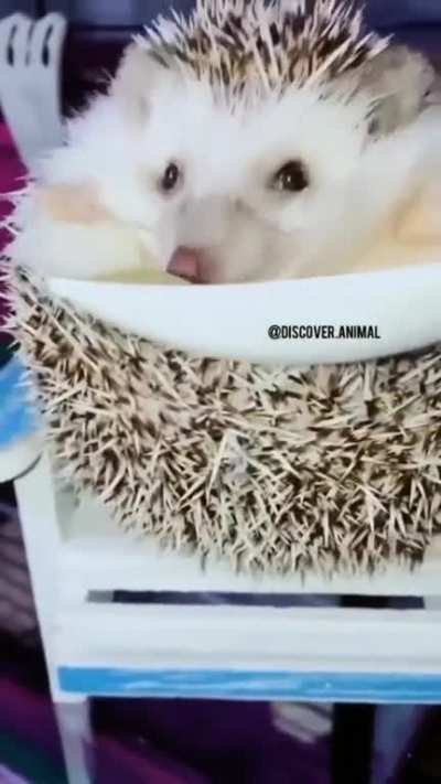 Baby Hedgehog Gets Excited Over Food