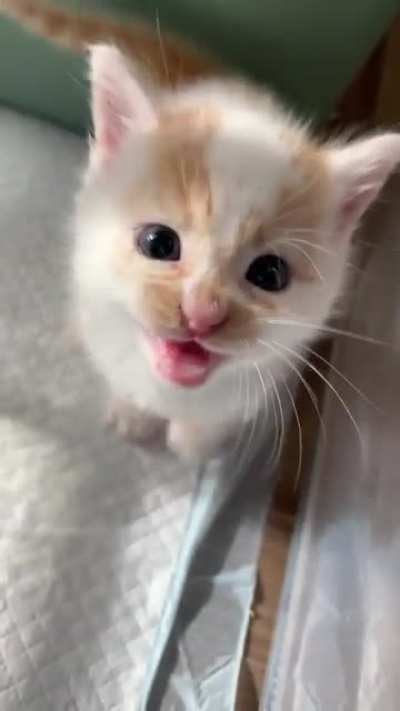 Roar loud little lion.