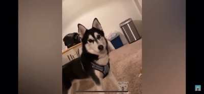 We need the awoooo