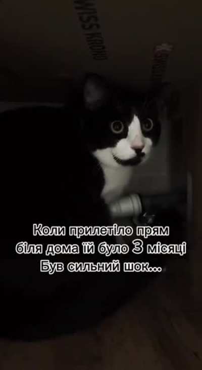 This is how a cat, rescued from a war zone, reacts to a thunderstorm sound