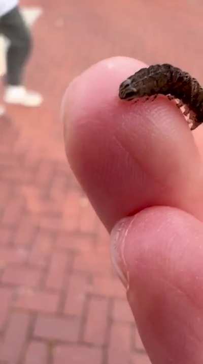 🐛