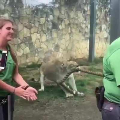 Сильный котик