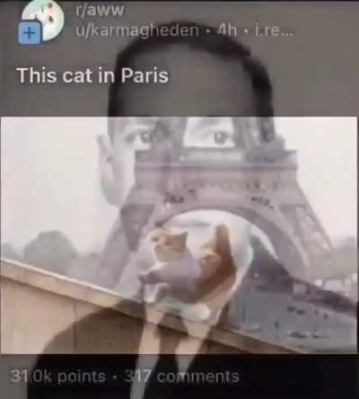 High iq video