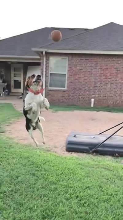 Beagle skills