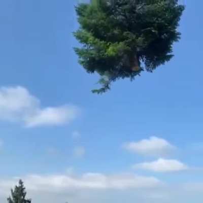 'The Chosen Tree'