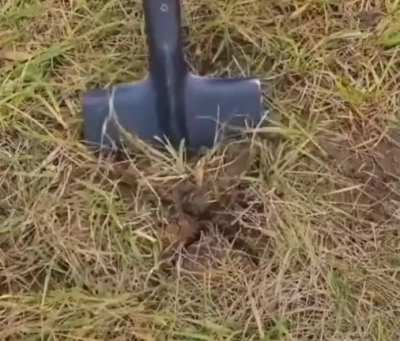 For your garden
