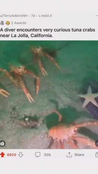 crab