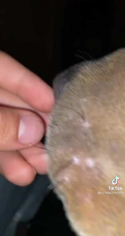 Yoink!